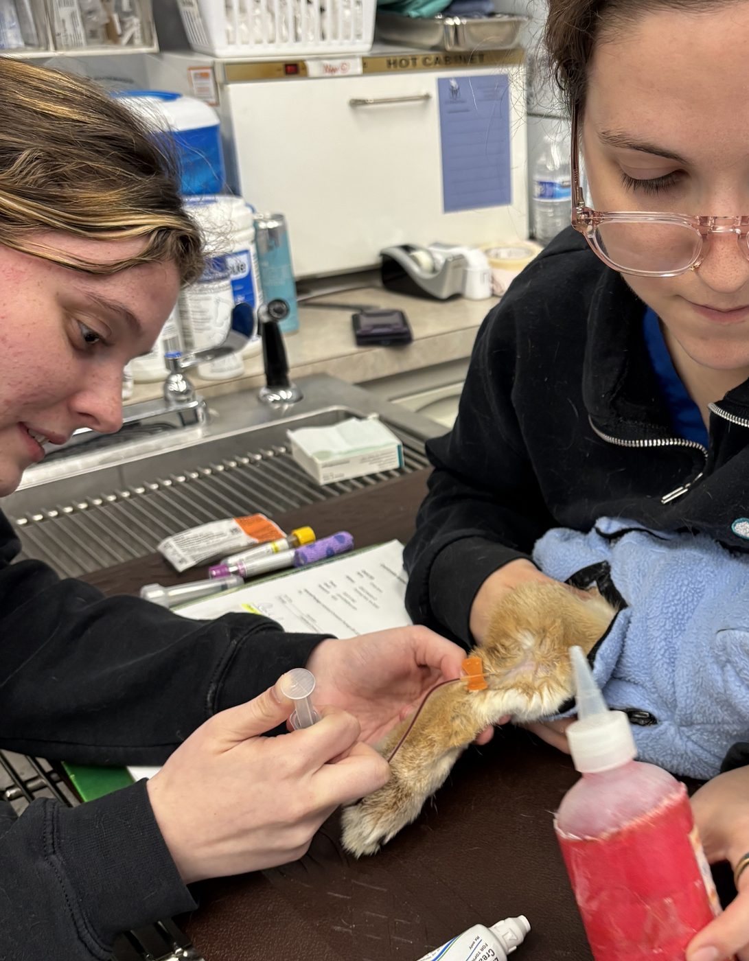 Abby placing an intravenous catheter in a cat's foreleg while a colleague holds the patient.
