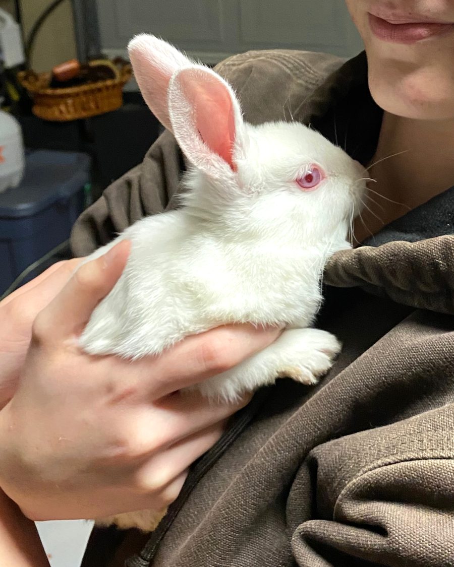 Abby holding a young white rabbit against her chest.