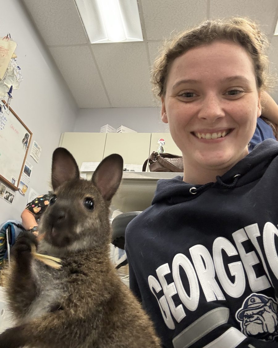 Abby holding a young wallaby at a veterinary clinic.